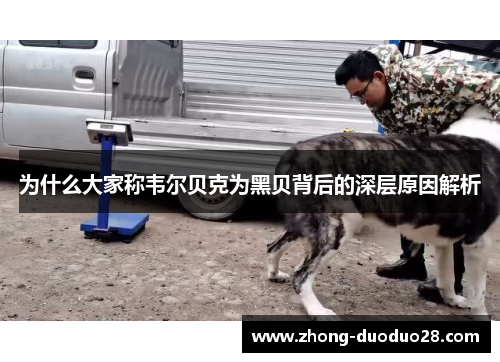 为什么大家称韦尔贝克为黑贝背后的深层原因解析